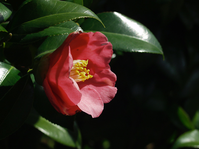 椿(つばき)(赤) (Camellia)