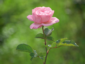 バラ(ピンク)薔薇